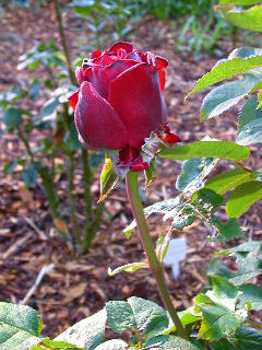 Rose Photo
