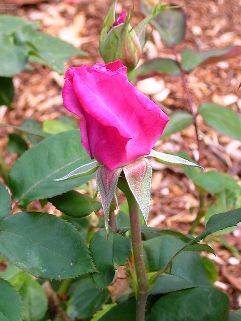 Rose Photo