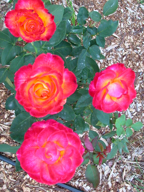 Rose Photo