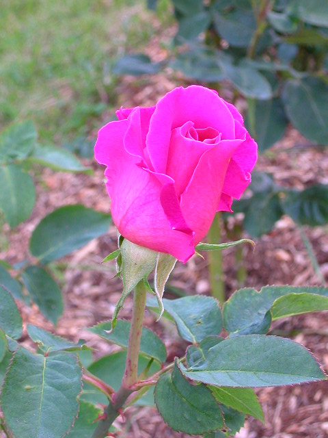 Rose Photo