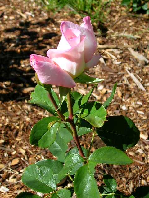 Rose Photo