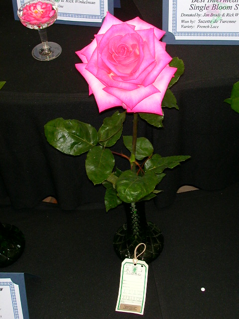 Rose Photo