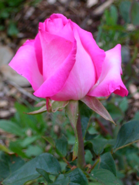 Rose Photo