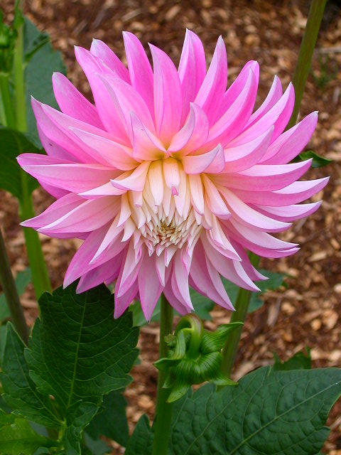 Dahlia Photo