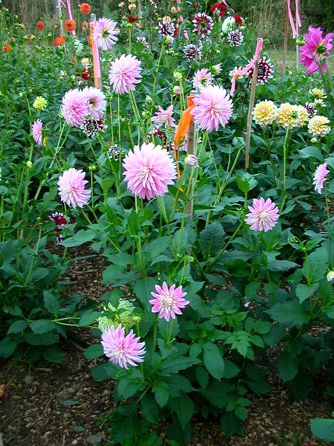 Dahlia Photo