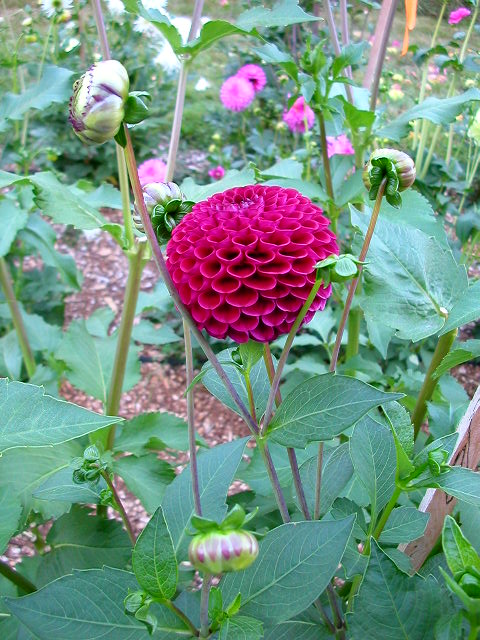 Dahlia Photo