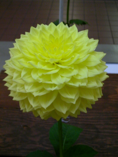 Dahlia Photo
