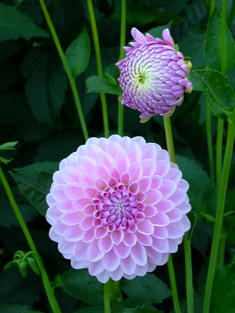 Dahlia Photo