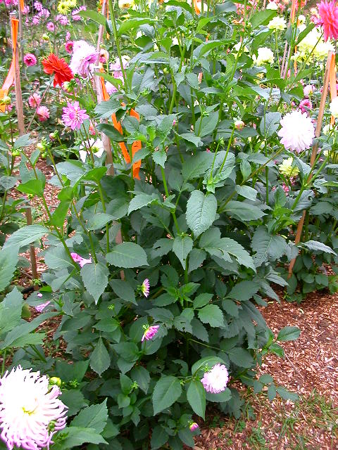 Dahlia Photo