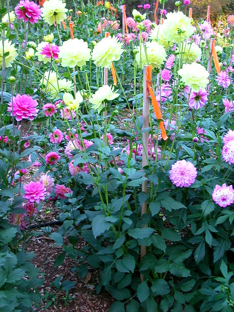 Dahlia Photo