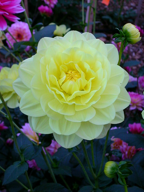 Dahlia Photo