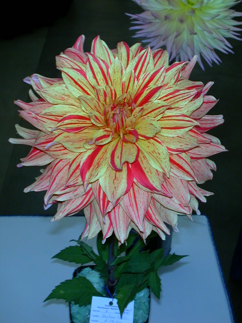 Dahlia Photo