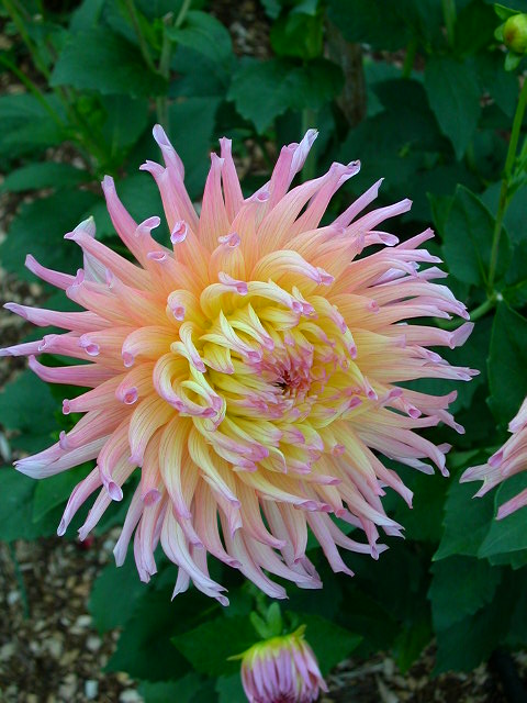Dahlia Photo