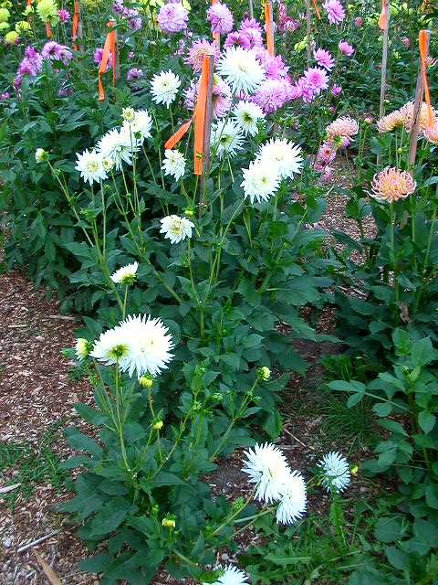 Dahlia Photo