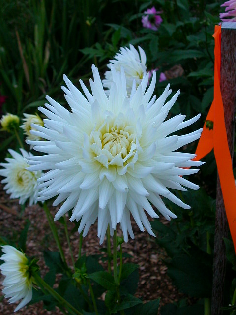 Dahlia Photo