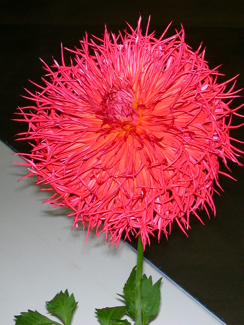 Dahlia Photo