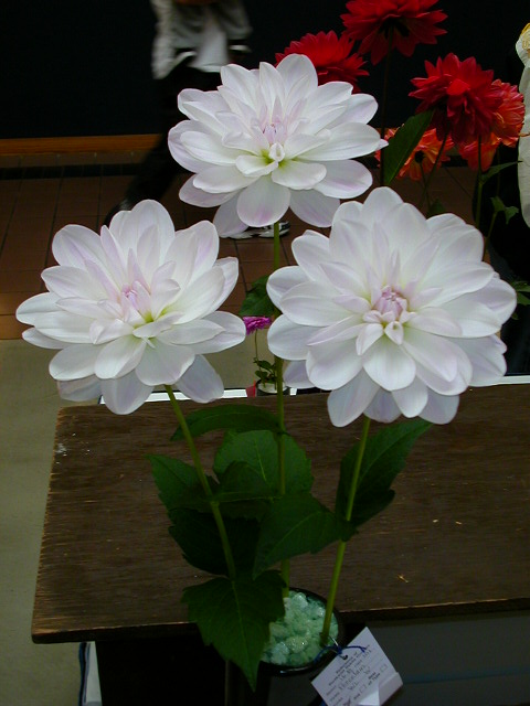 Dahlia Photo