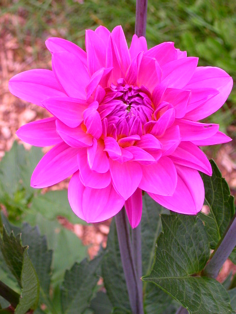 Dahlia Photo