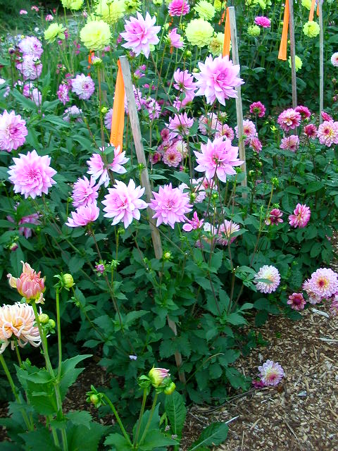 Dahlia Photo