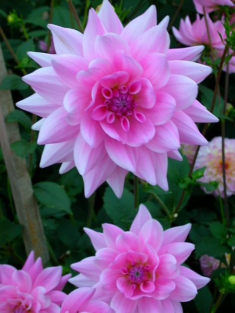 Dahlia Photo