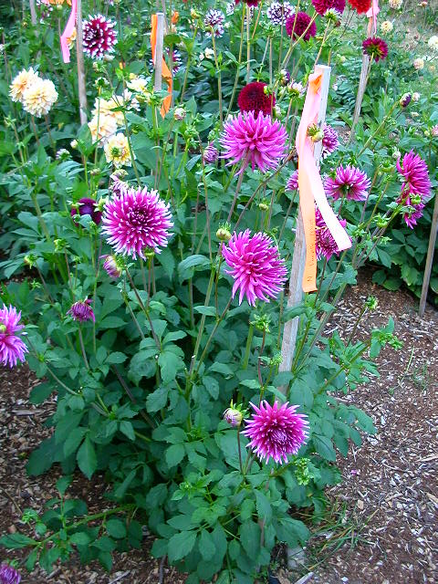 Dahlia Photo