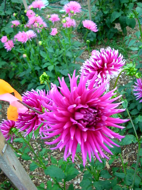 Dahlia Photo