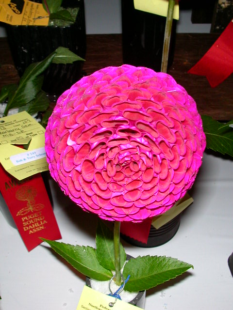 Dahlia Photo