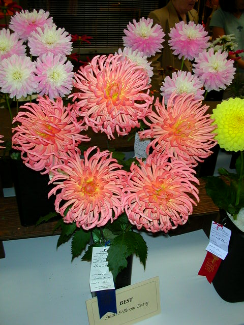 Dahlia Photo