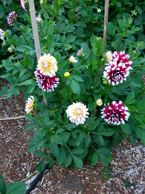 Dahlia Photo