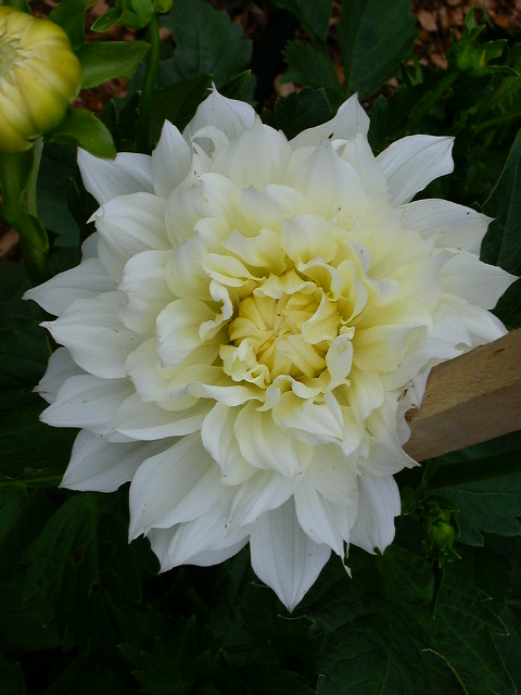 Rose Photo