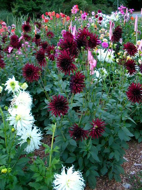 Dahlia Photo