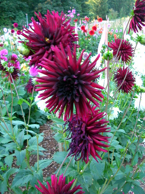 Dahlia Photo