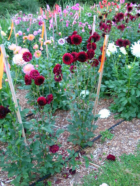 Dahlia Photo