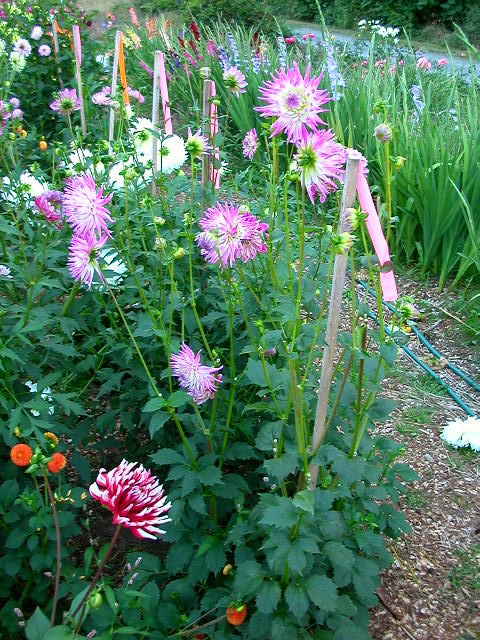 Dahlia Photo