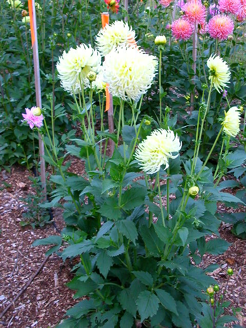 Dahlia Photo