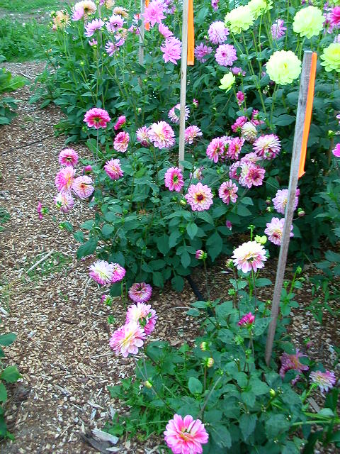 Dahlia Photo
