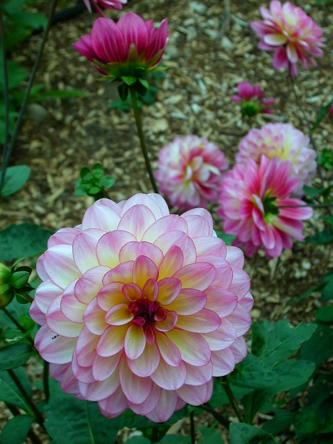 Dahlia Photo