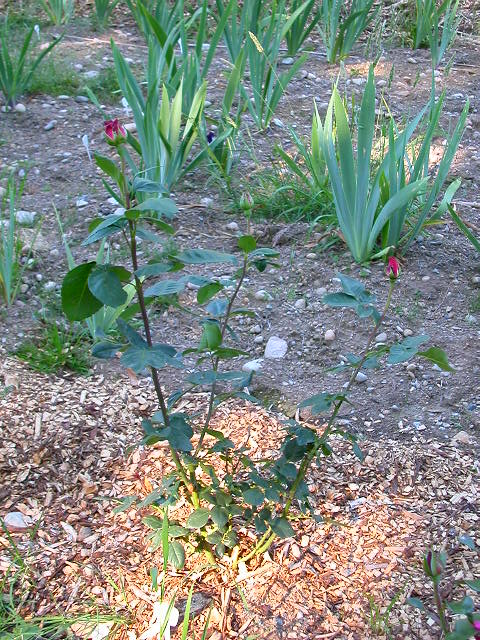 Rose Photo