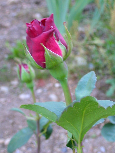 Rose Photo
