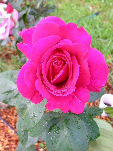 Rose Photo