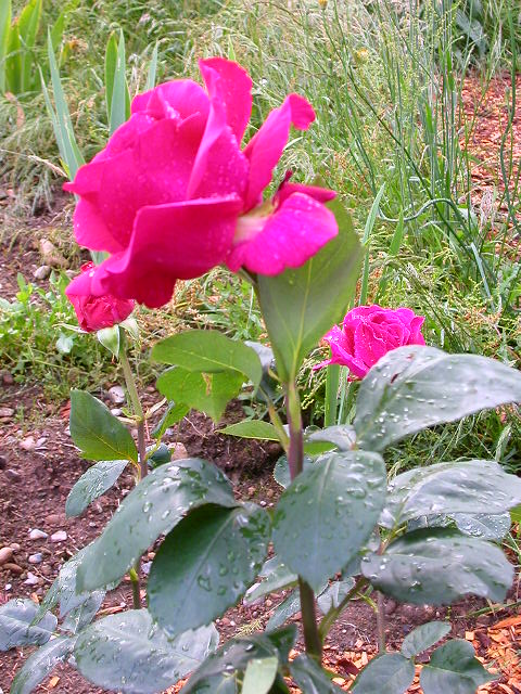 Rose Photo