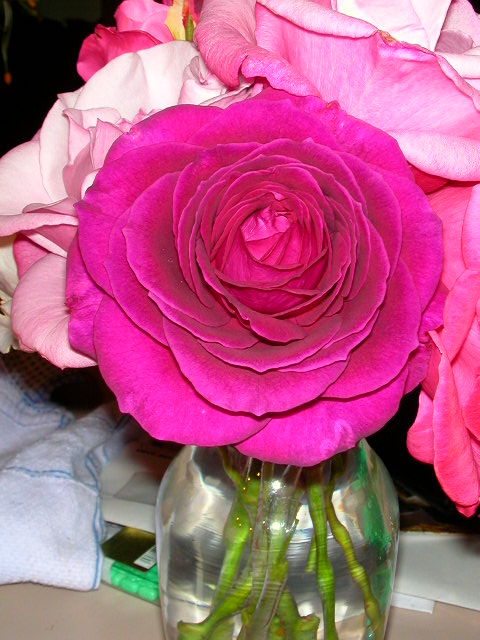 Rose Photo