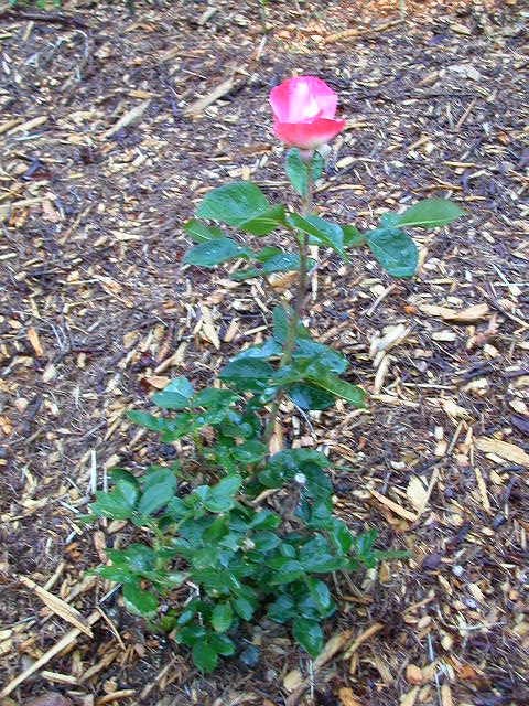 Rose Photo