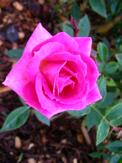 Rose Photo