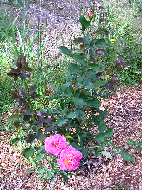 Rose Photo