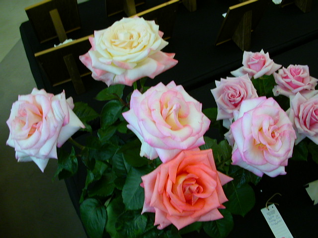 Rose Photo