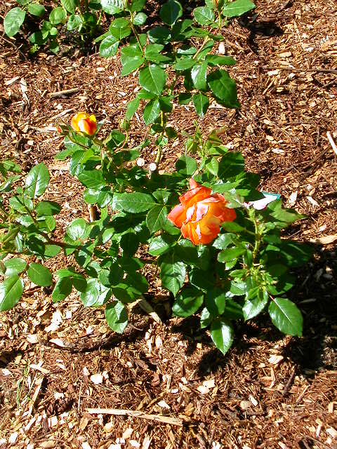 Rose Photo