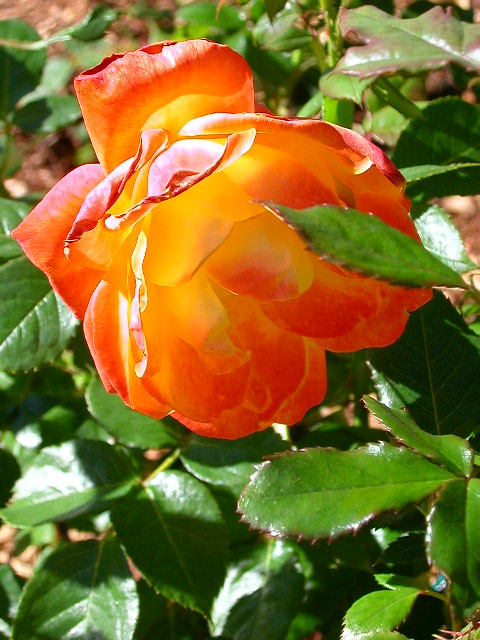 Rose Photo