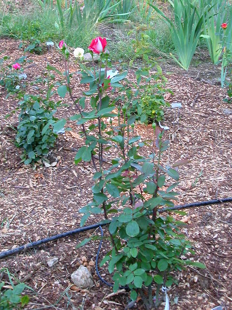 Rose Photo