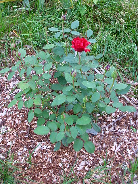 Rose Photo